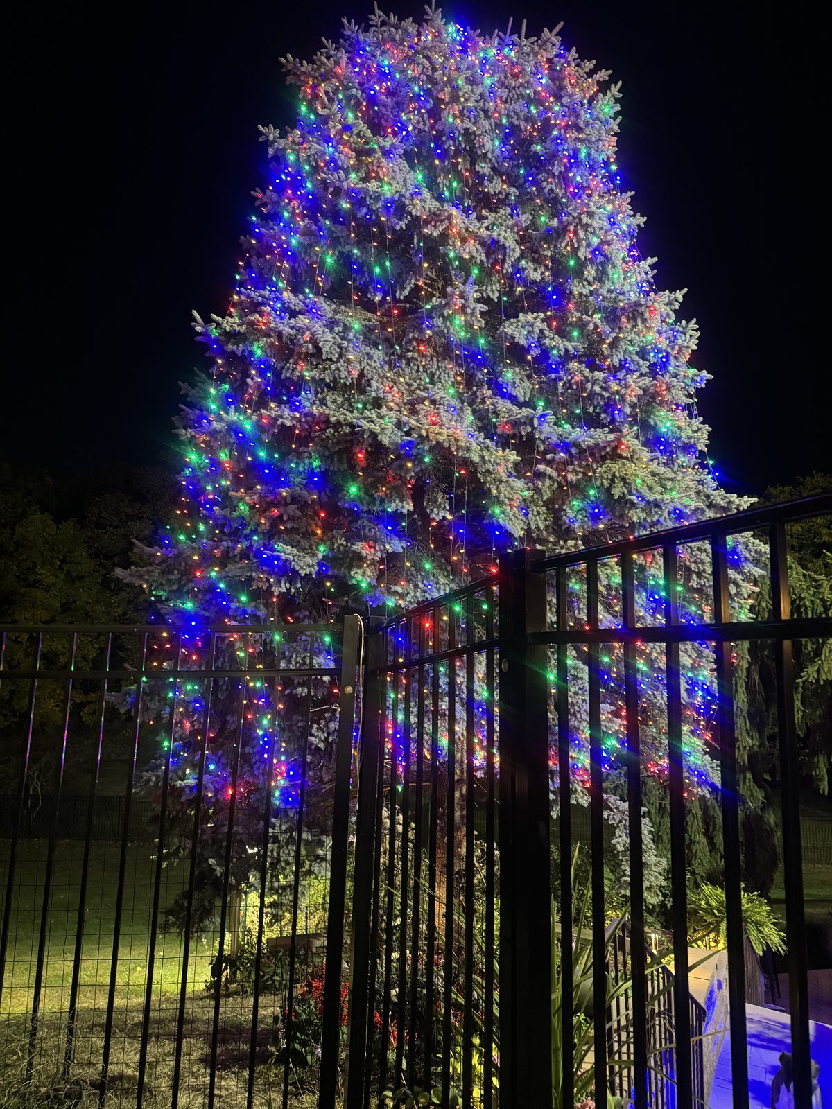Outdoor tree wrapped in multi-color lights